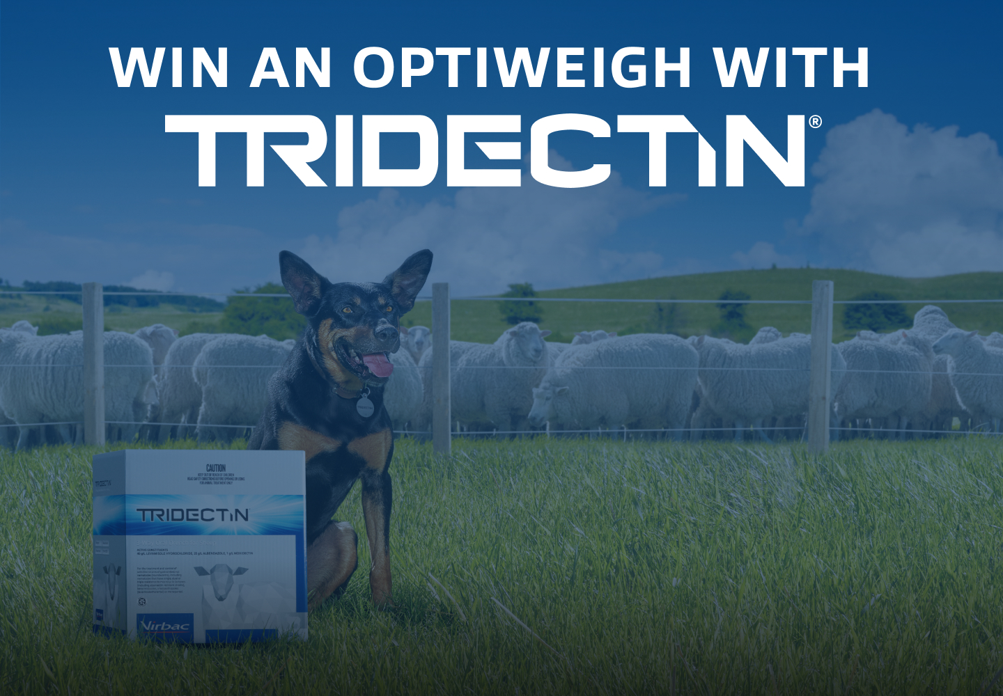 Win a Kelpie with Tridectin
